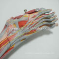 2013 HOT SALE muscles médicaux du pied avec les vaisseaux principaux et les nerfs anatomie du pied